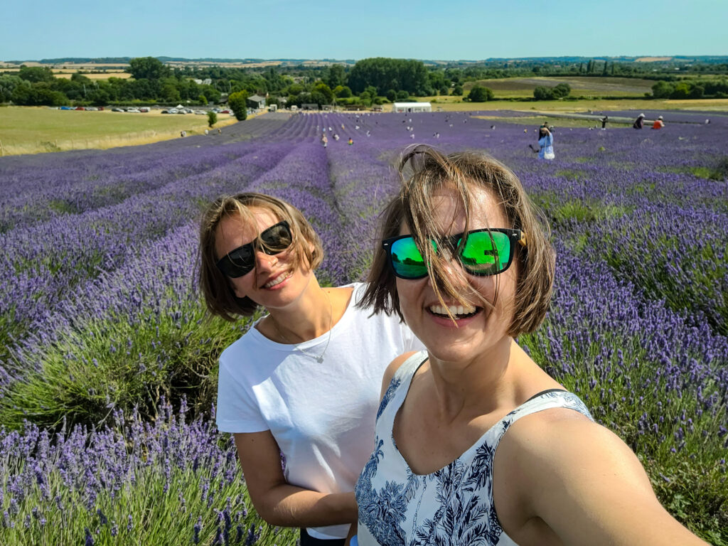 Lion and Bee on the lavender fields